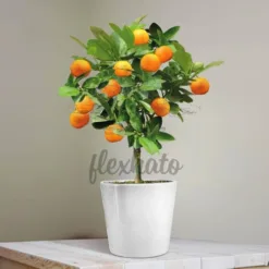 Kumquat Tree: golden fruit kumquat tree in Oklahoma