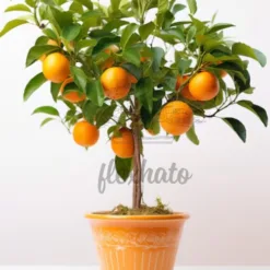 Kumquat Tree: dwarf ornamental kumquat tree in Oklahoma