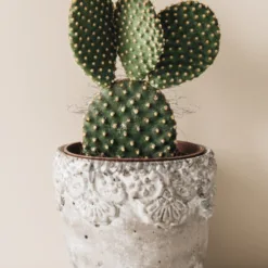 Cactus: giant saguaro cactus in Oklahoma