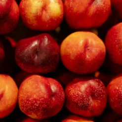 Apple Fruit