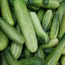 Cucumber Vegetables