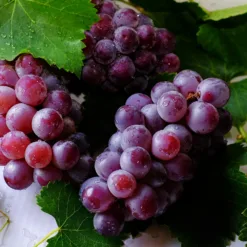 Grape Fruit