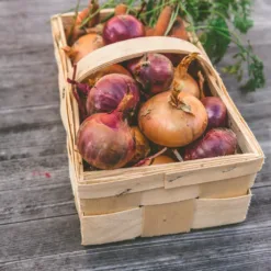 Onion Vegetables