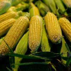 Sweet Corn Vegetables