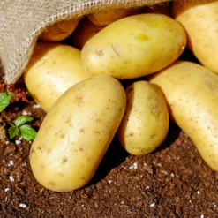 Sweet Potato Vegetables