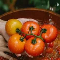 Tomato Vegetables